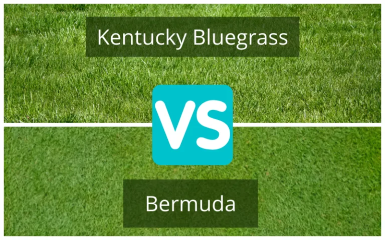 Cool-season grasses vs warm-season grasses