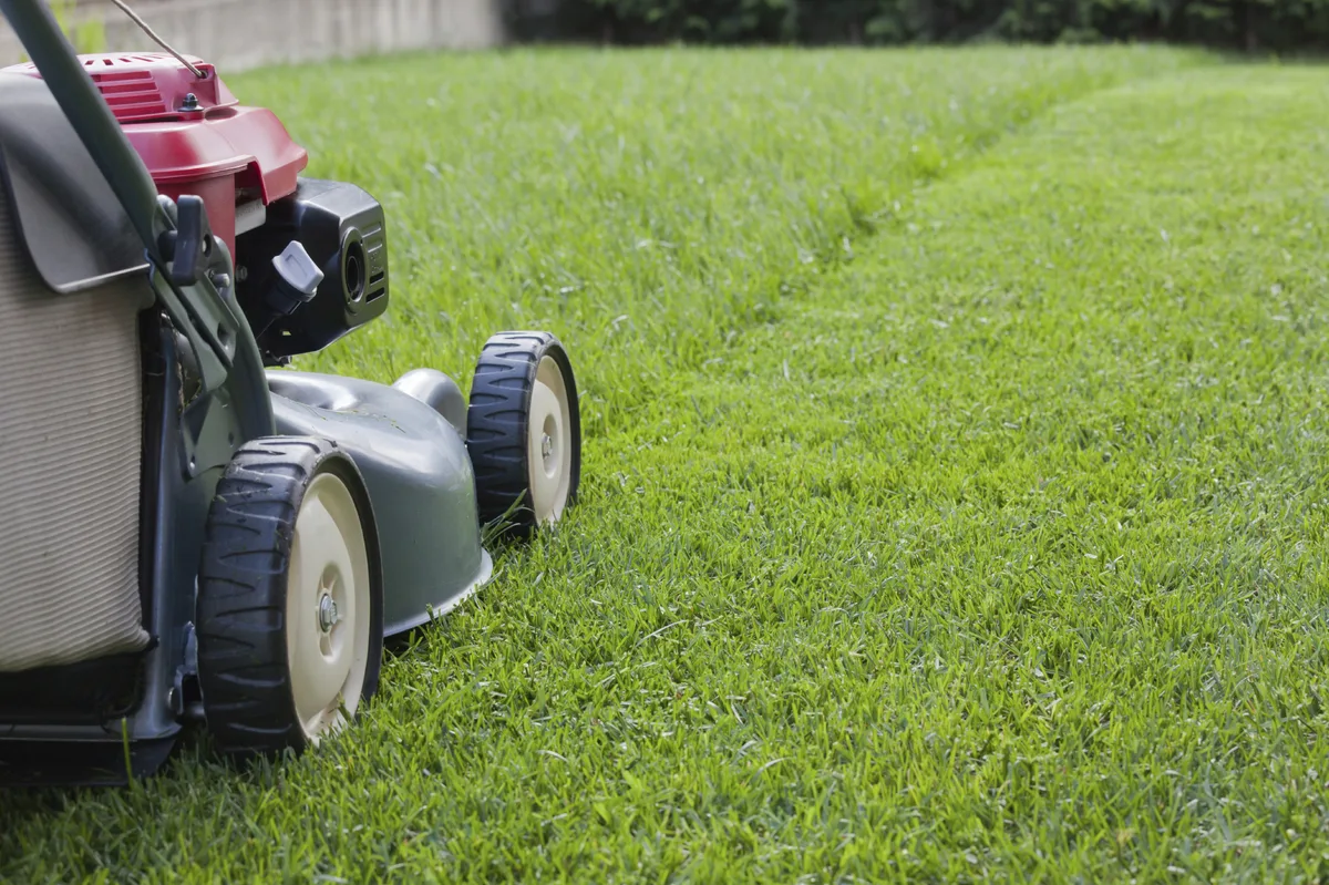 How short should a lawn mower cut grass?