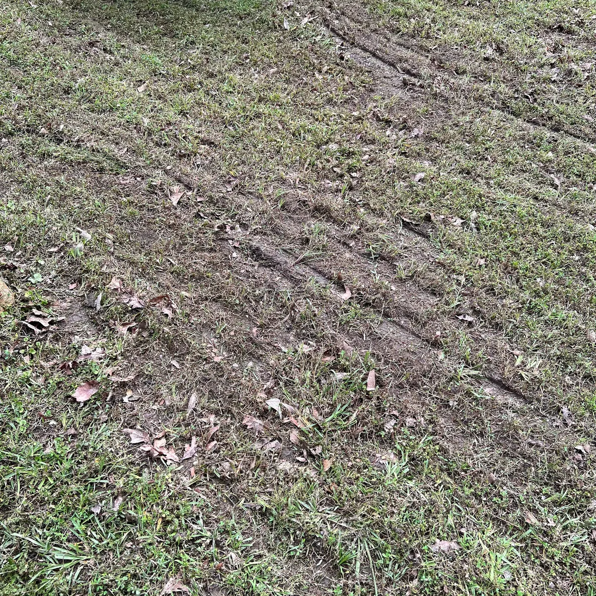 Wet grass